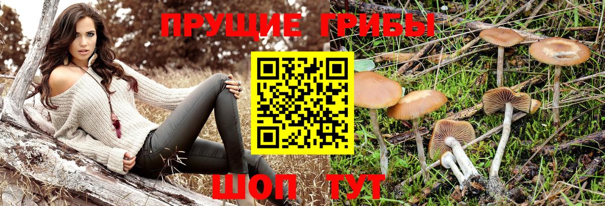 Галлюциногенные грибы Psilocybe Качканар